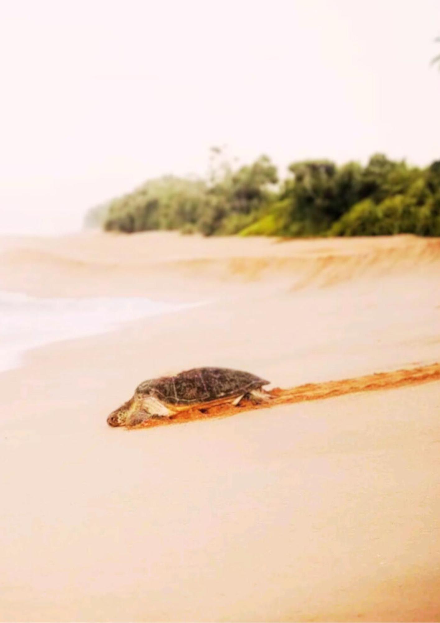 Amour At Turtle Beach Tangalle Exterior photo